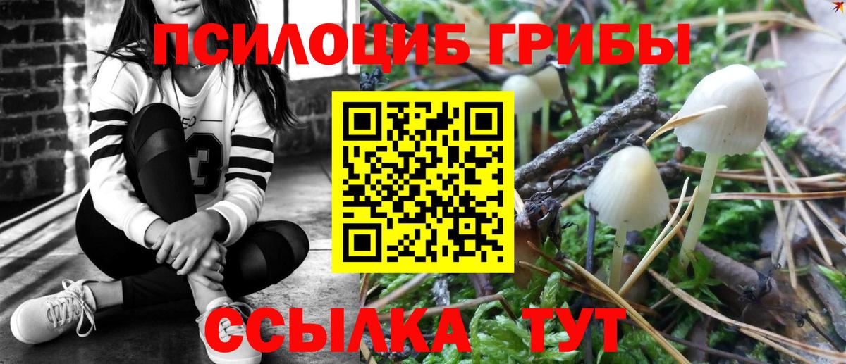 Галлюциногенные грибы Psilocybe Новоалтайск